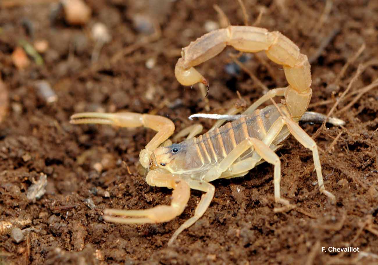 Foto de Escorpión común o Alacrán