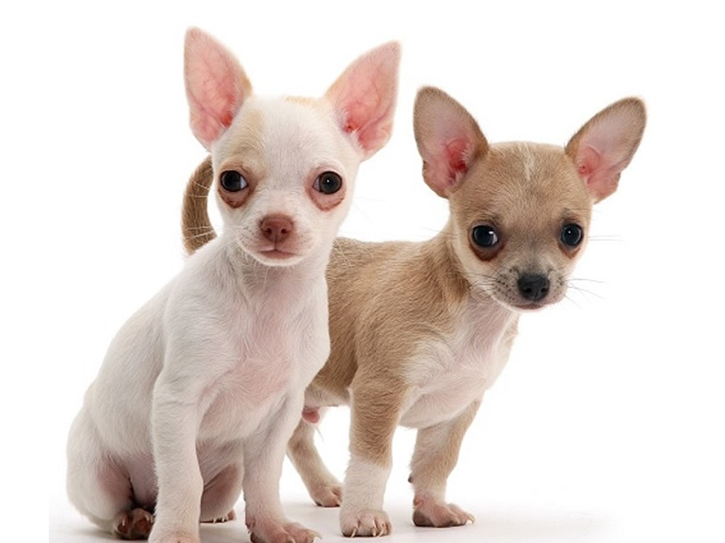 Chihuahua Animales. Mascotas. Mercafauna