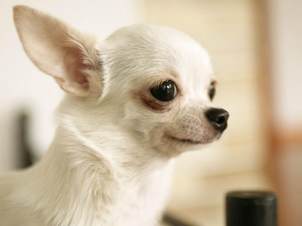 Foto de Chihuahua