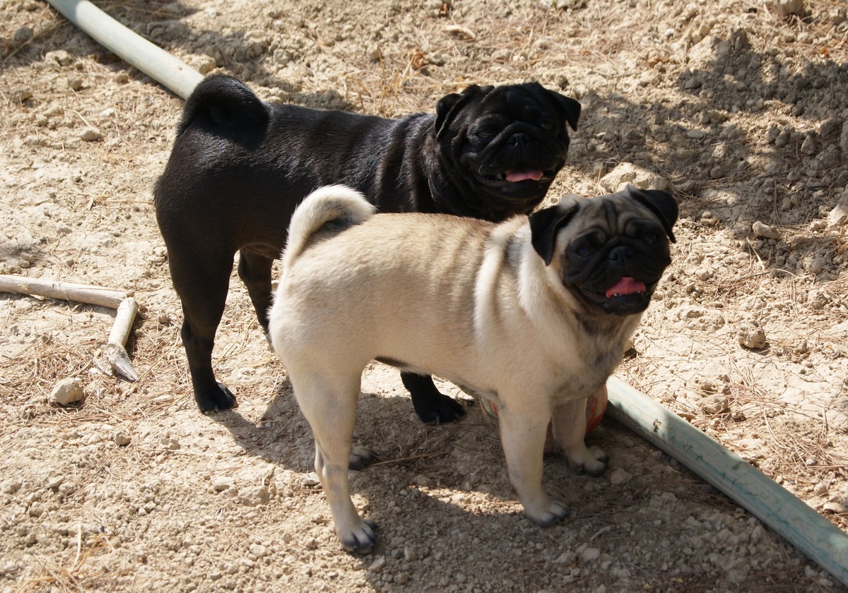 Carlino o Pug