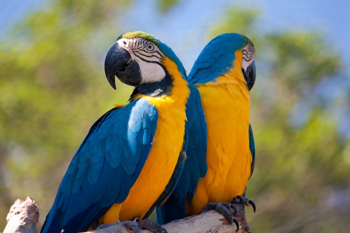 Guacamayo azul y amarillo