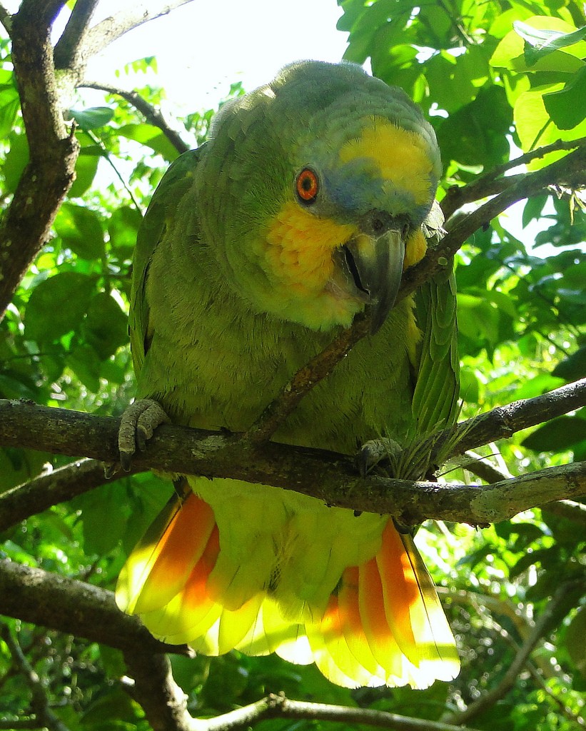 Foto de Amazona de alas naranjas 