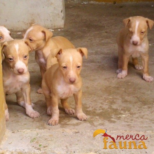 cachorros de podenco andaluz gratis