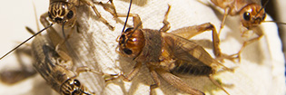 Fotografias de insectos