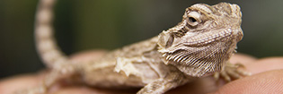 Fotografias de reptiles